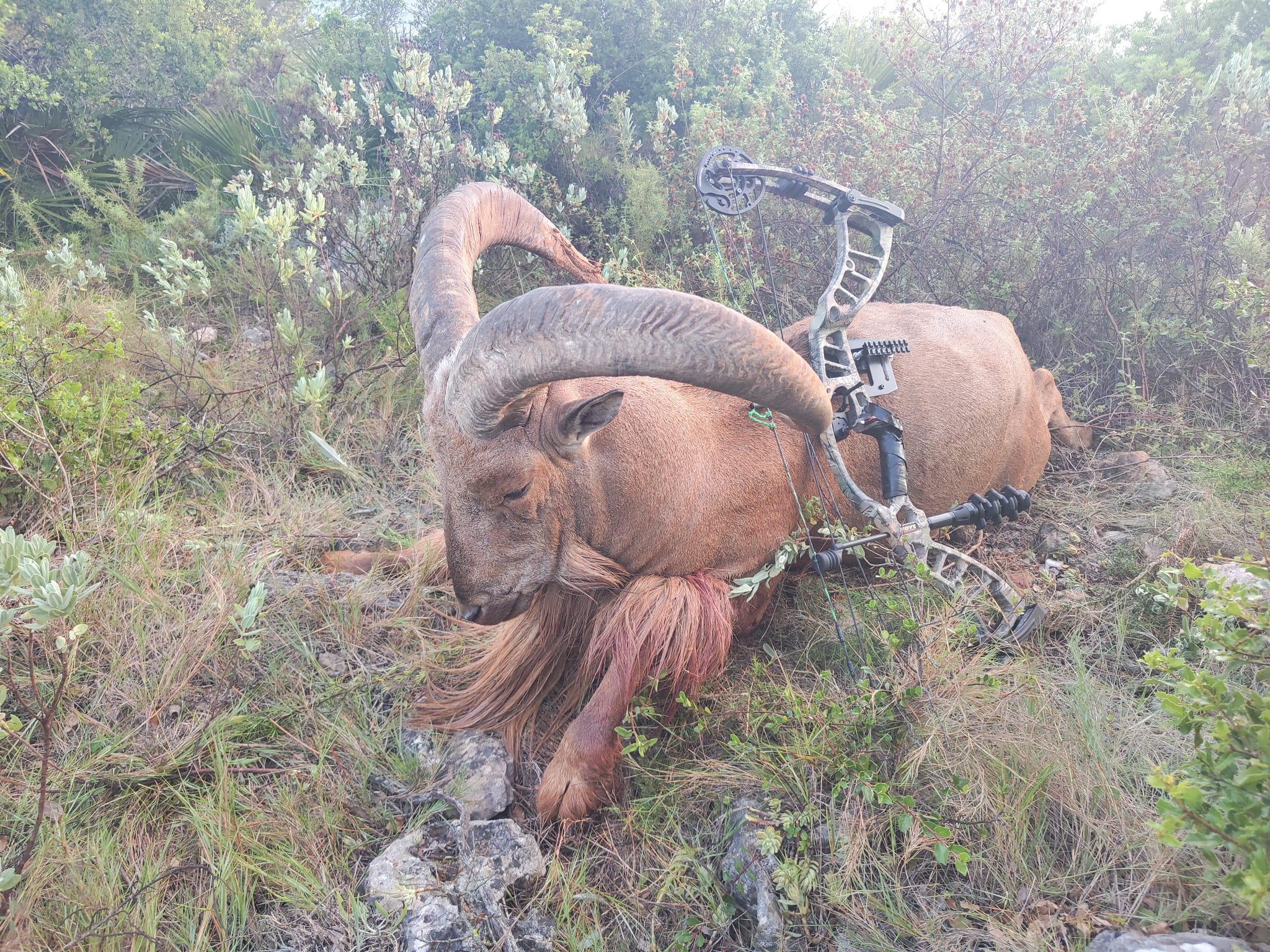 Barbary sheep