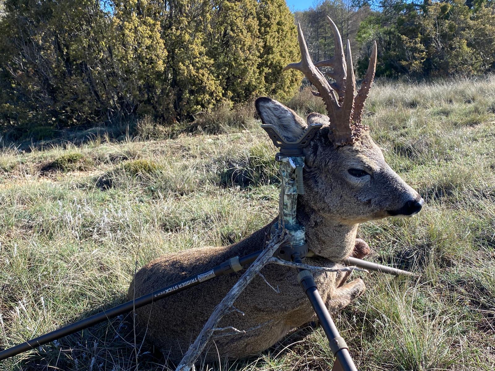 Roe deer