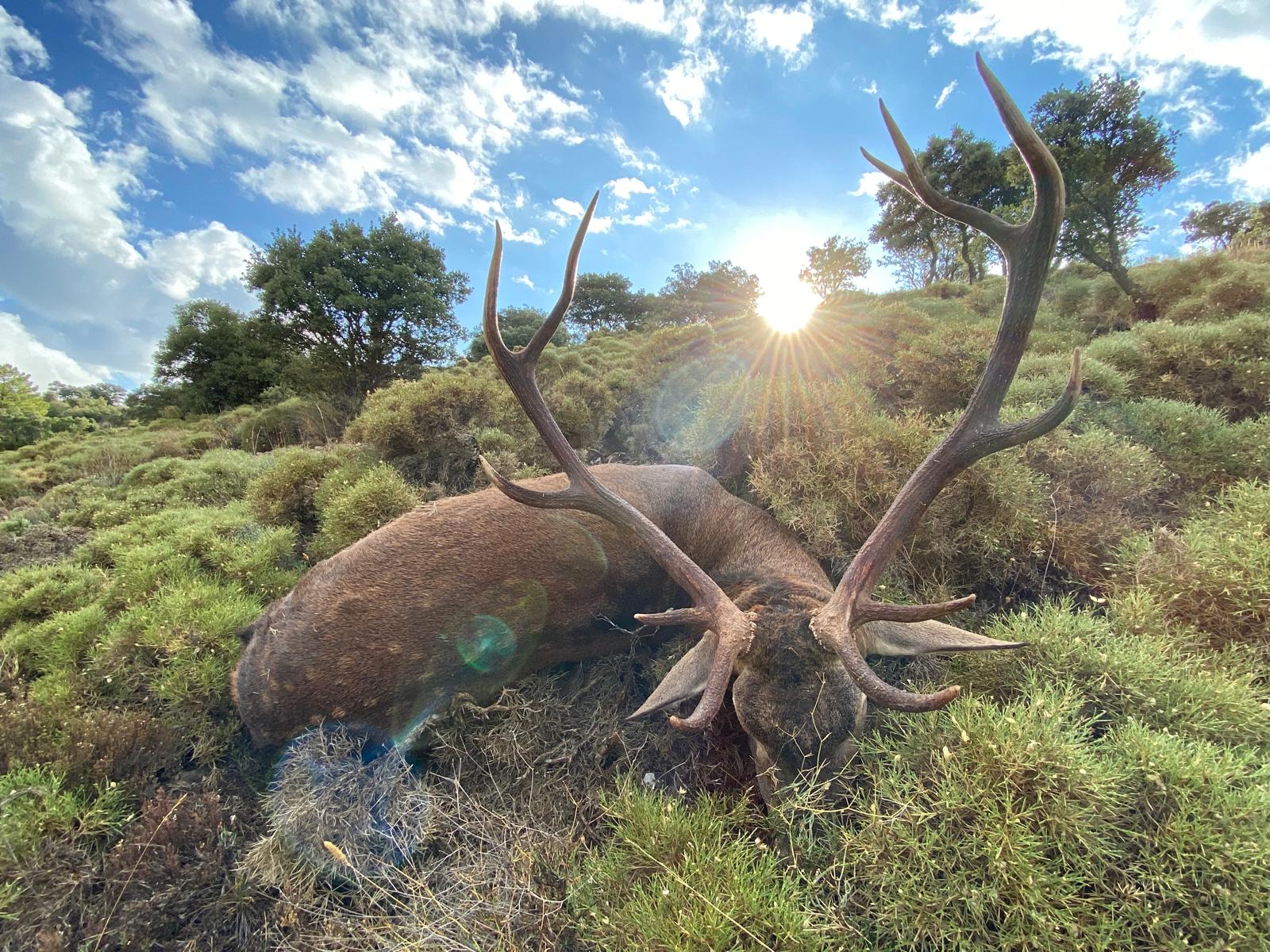 Deer