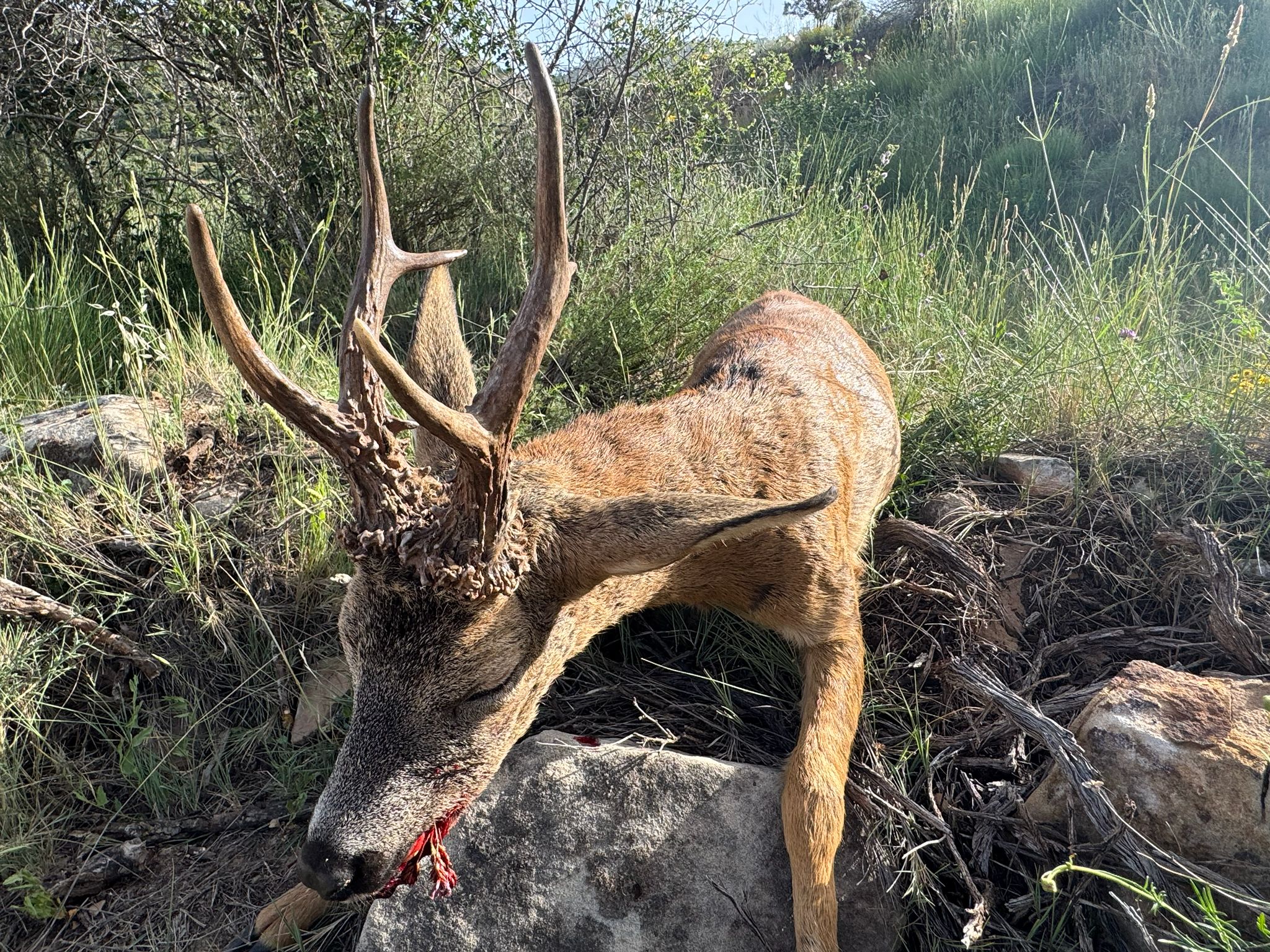 Roe deer