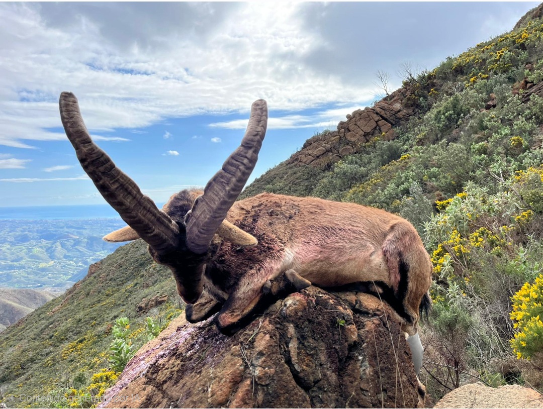 Ronda Ibex