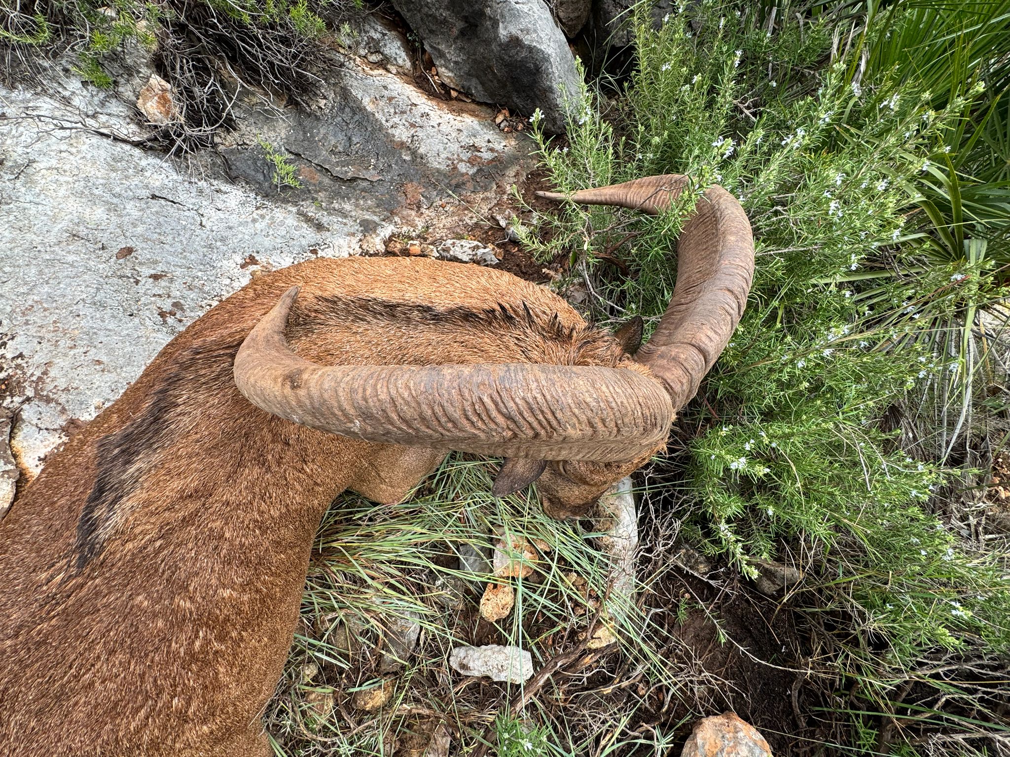 Barbary sheep
