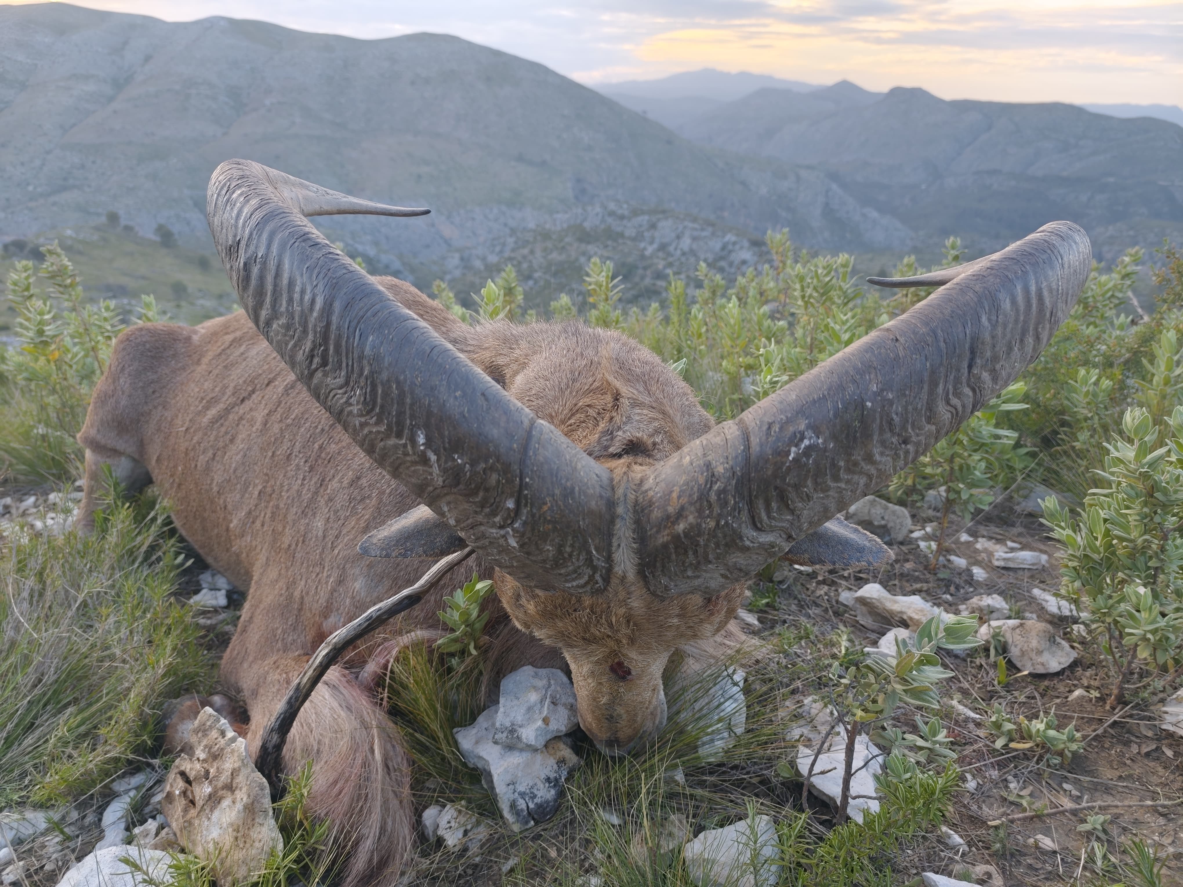 Barbary sheep
