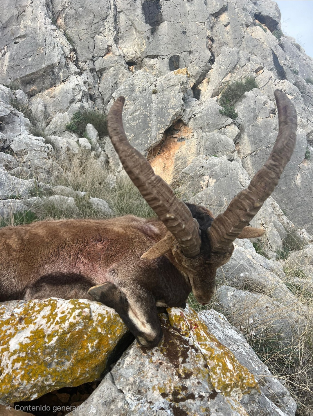 Ronda Ibex