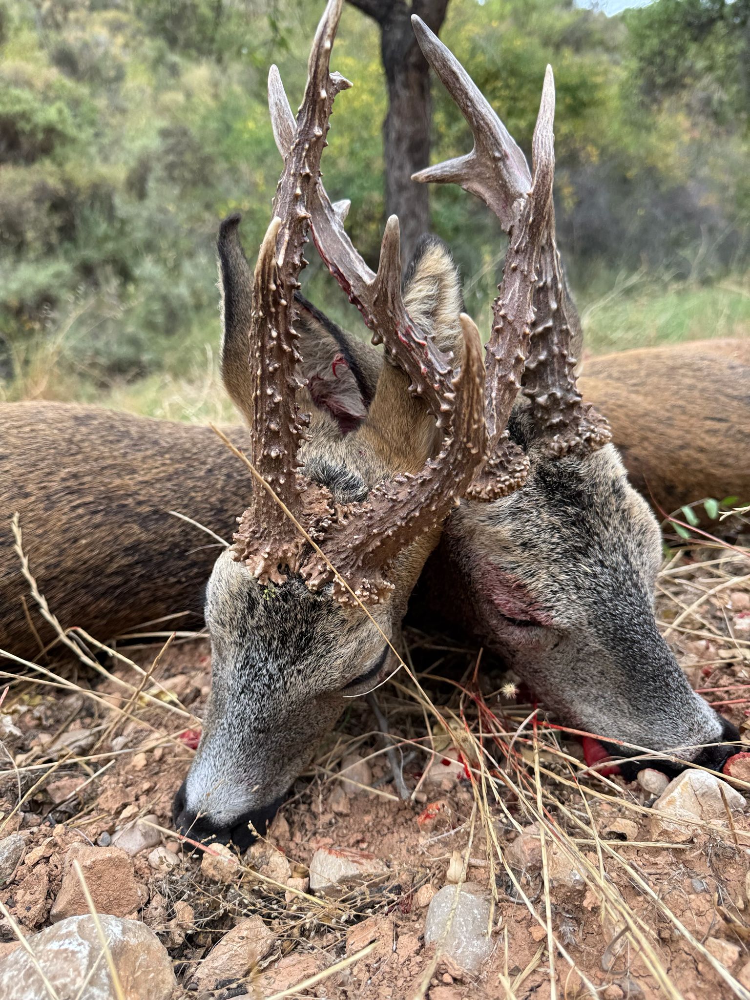 Roe deer