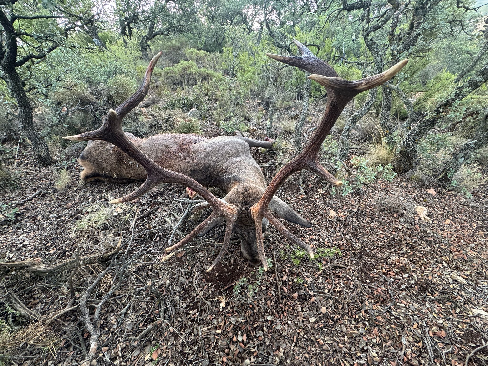 Deer