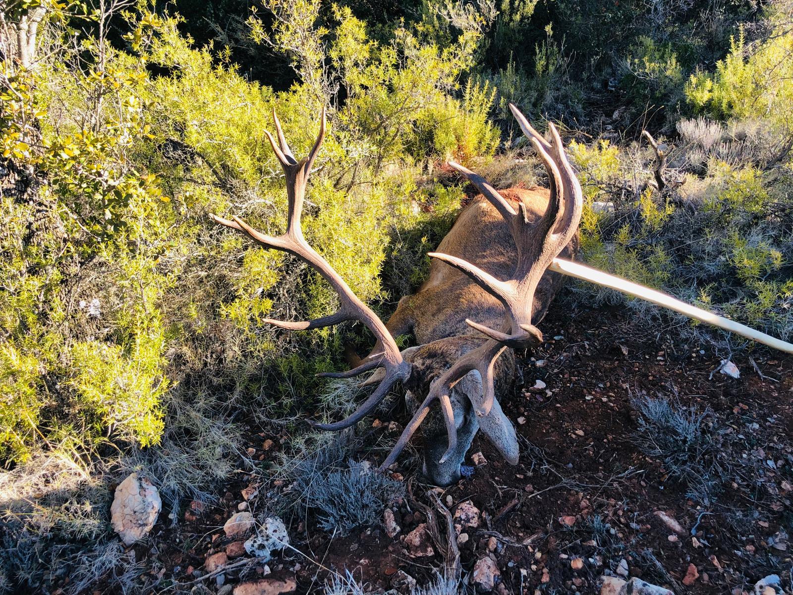 Deer