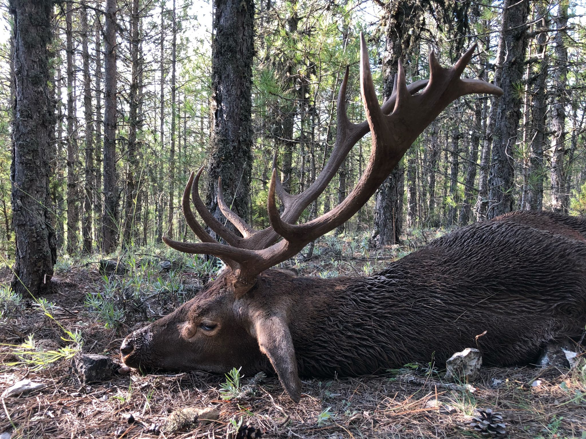 Deer