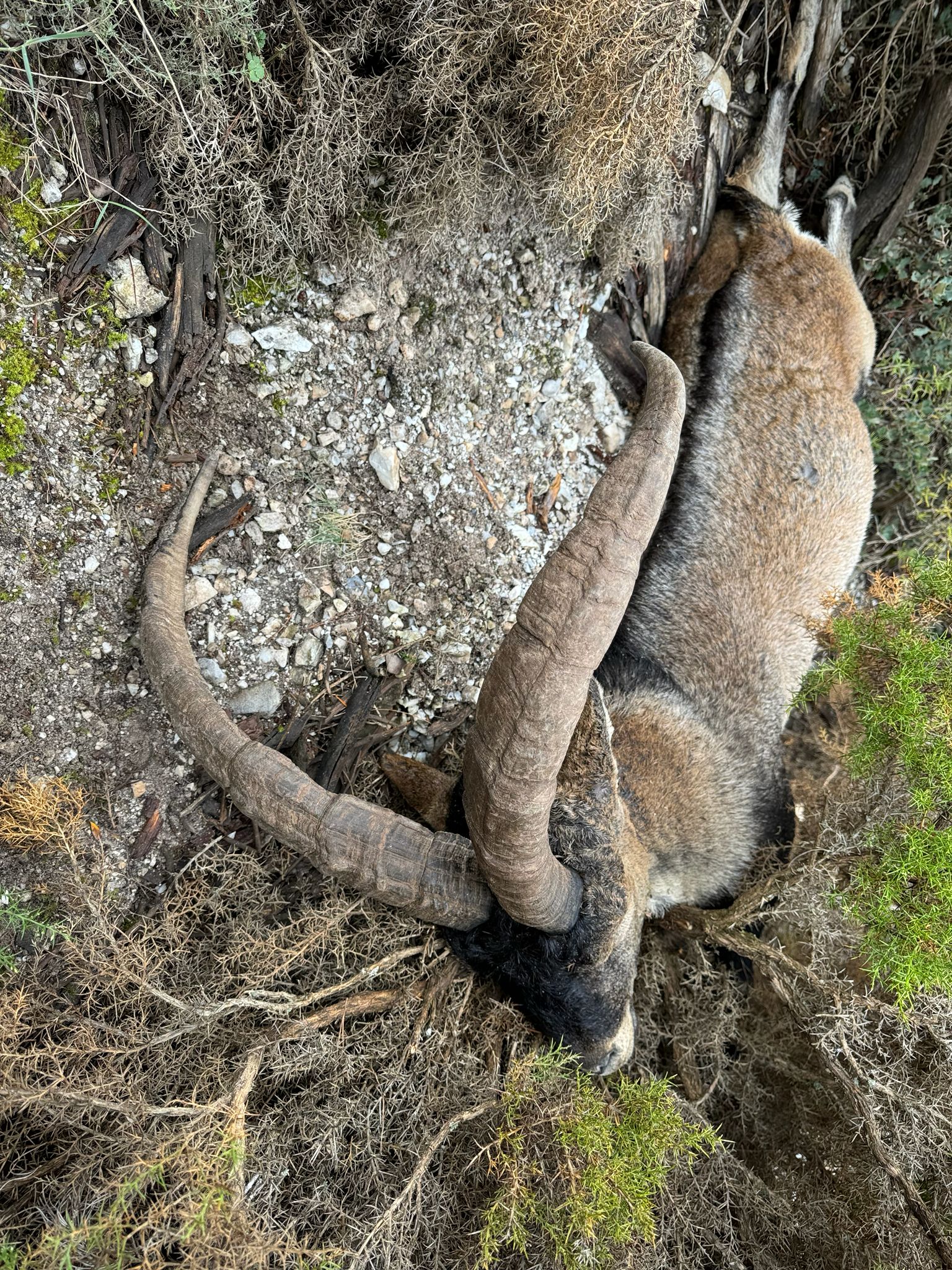 Southeastern Spanish Ibex