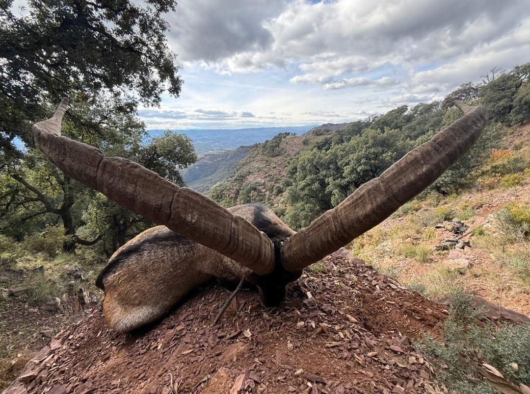 Beceite ibex