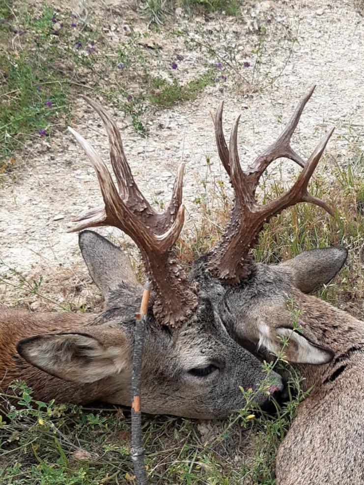 Roe deer