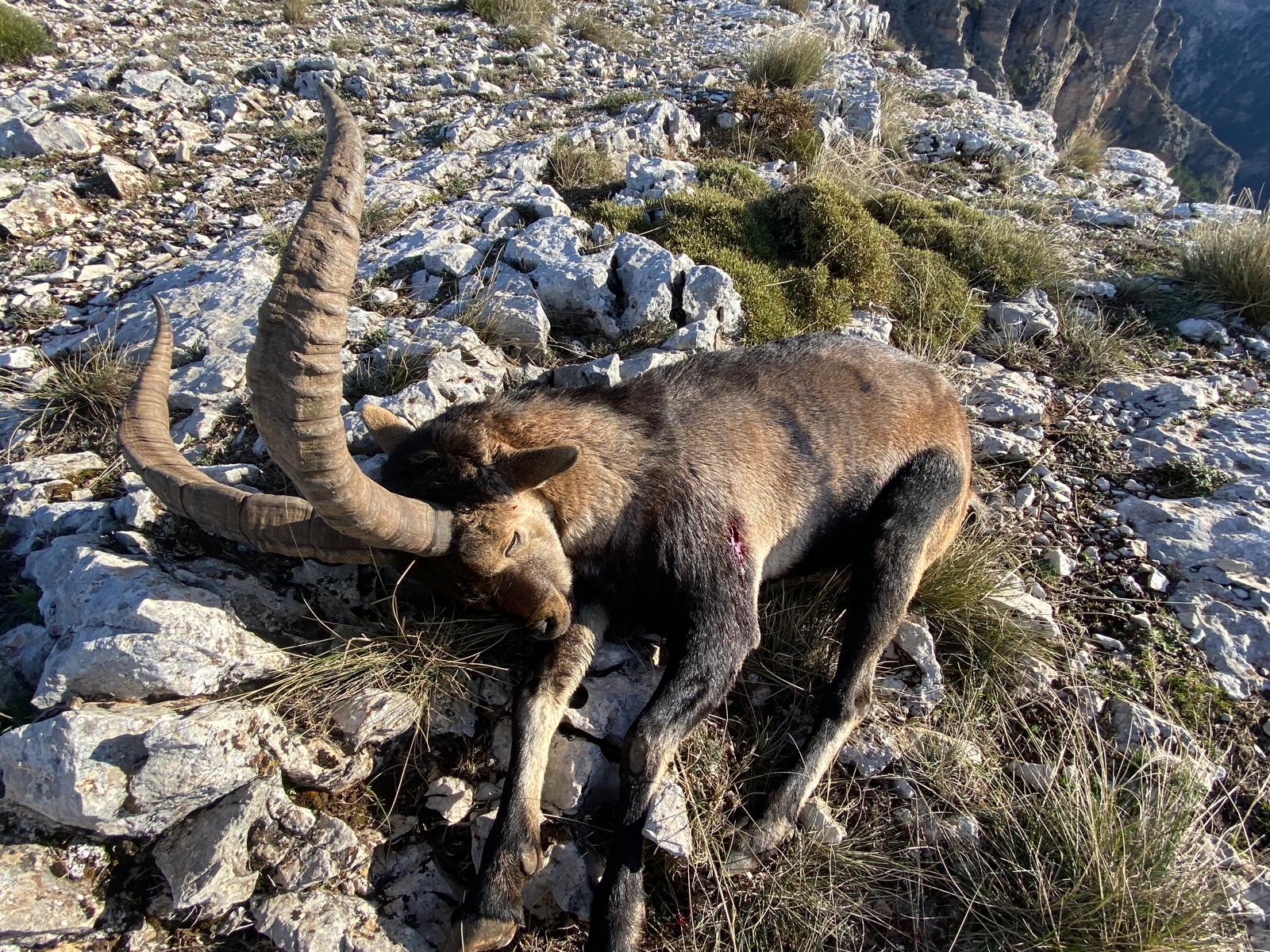 Southeastern Spanish Ibex