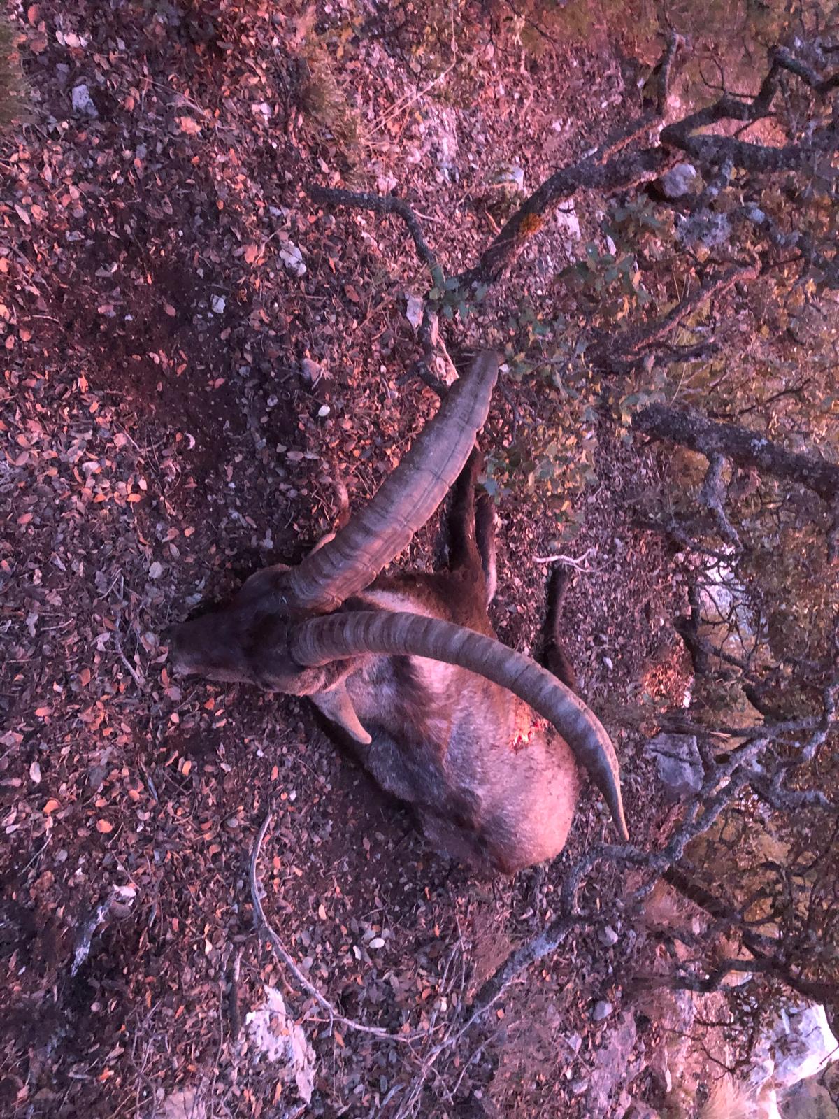Beceite ibex
