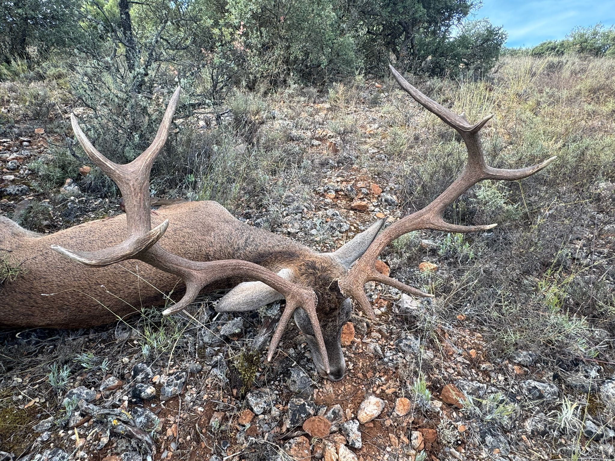 Deer