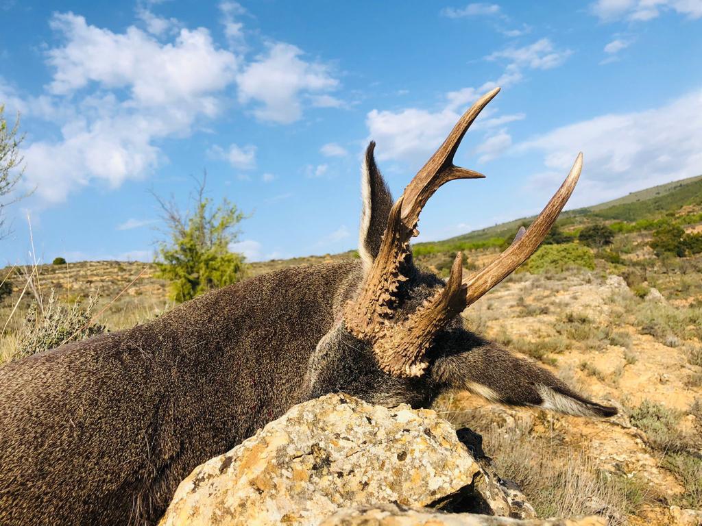 Roe deer