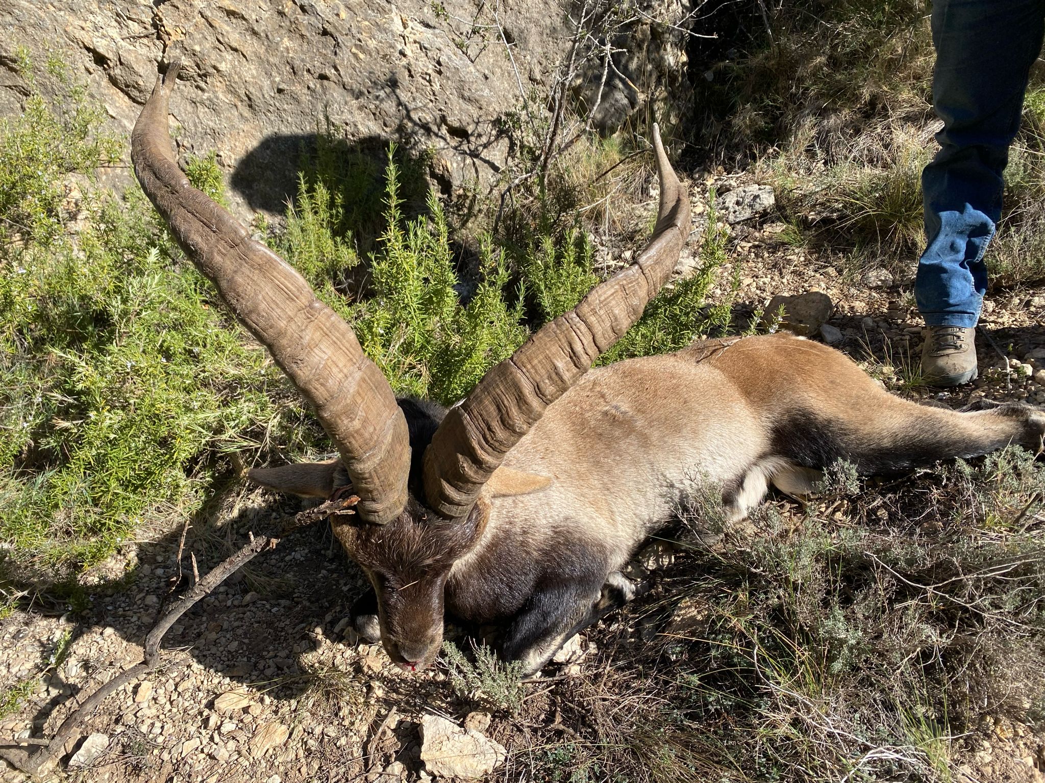 Beceite ibex