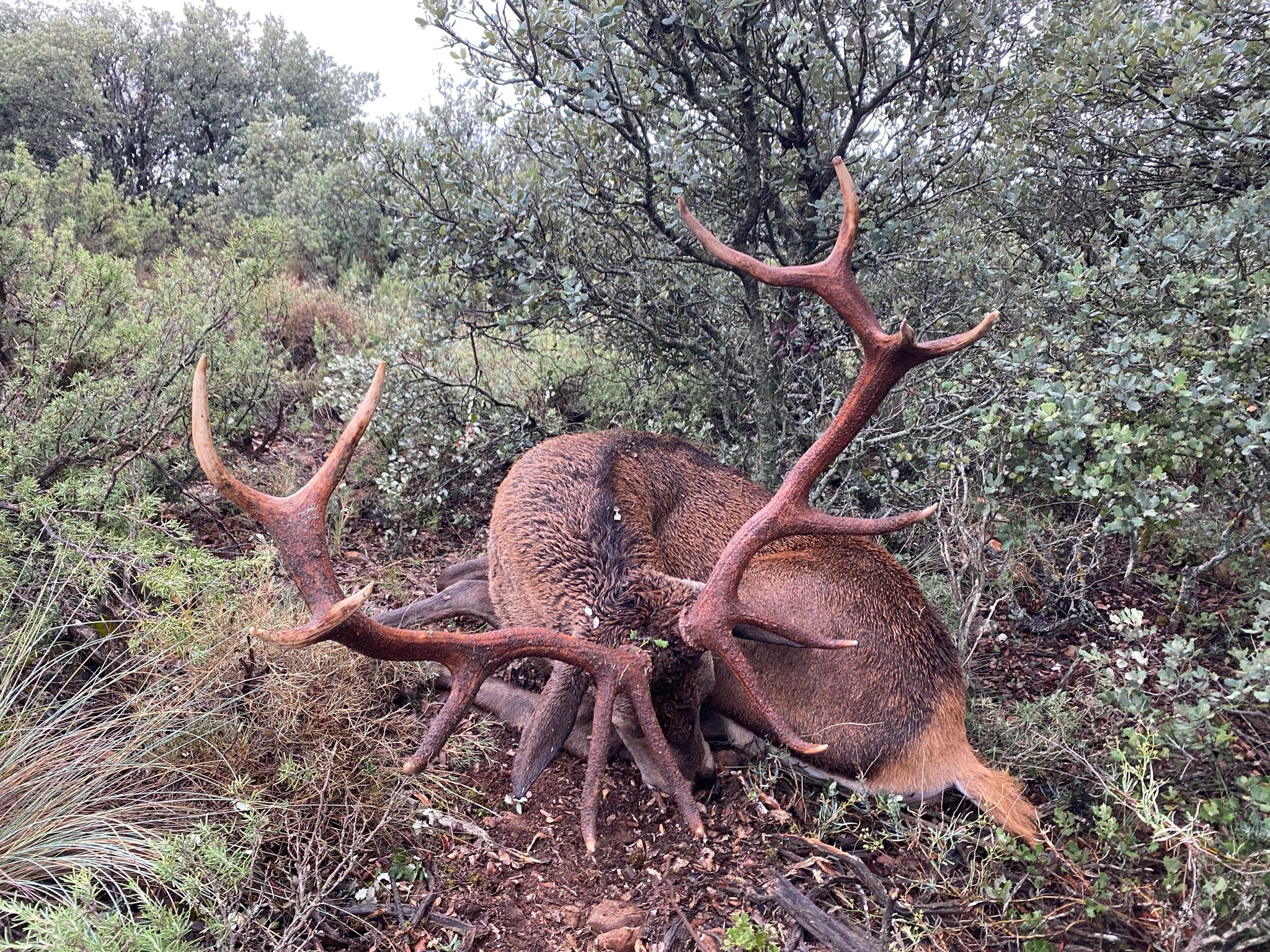Deer