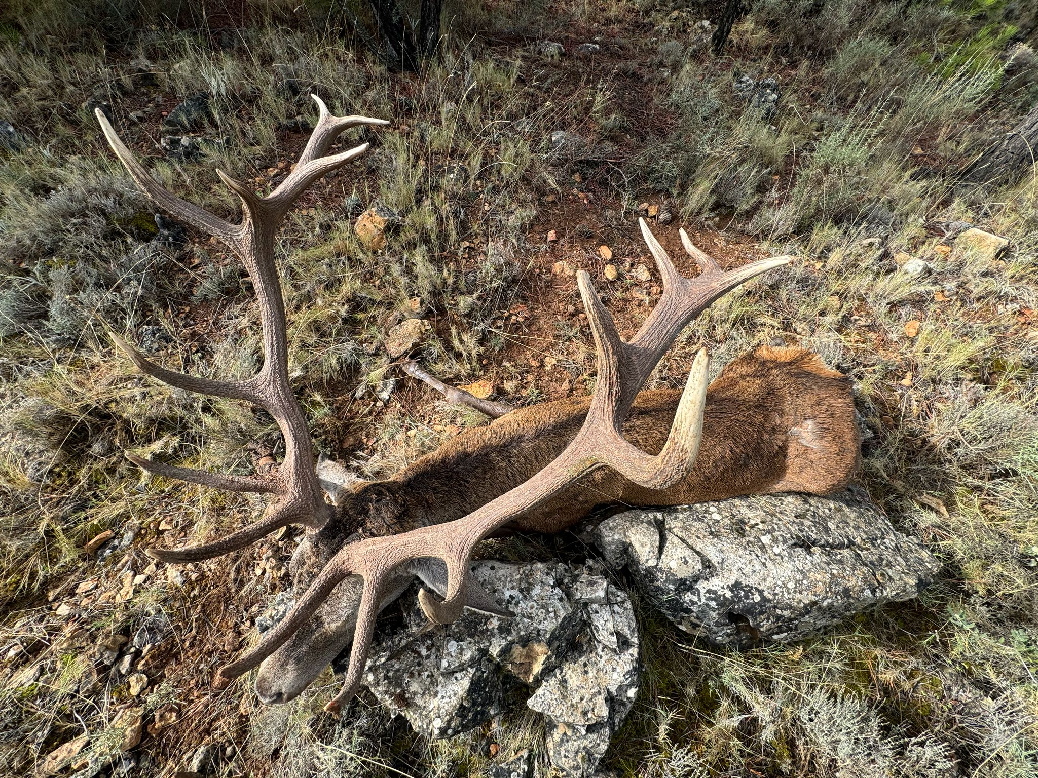 Deer