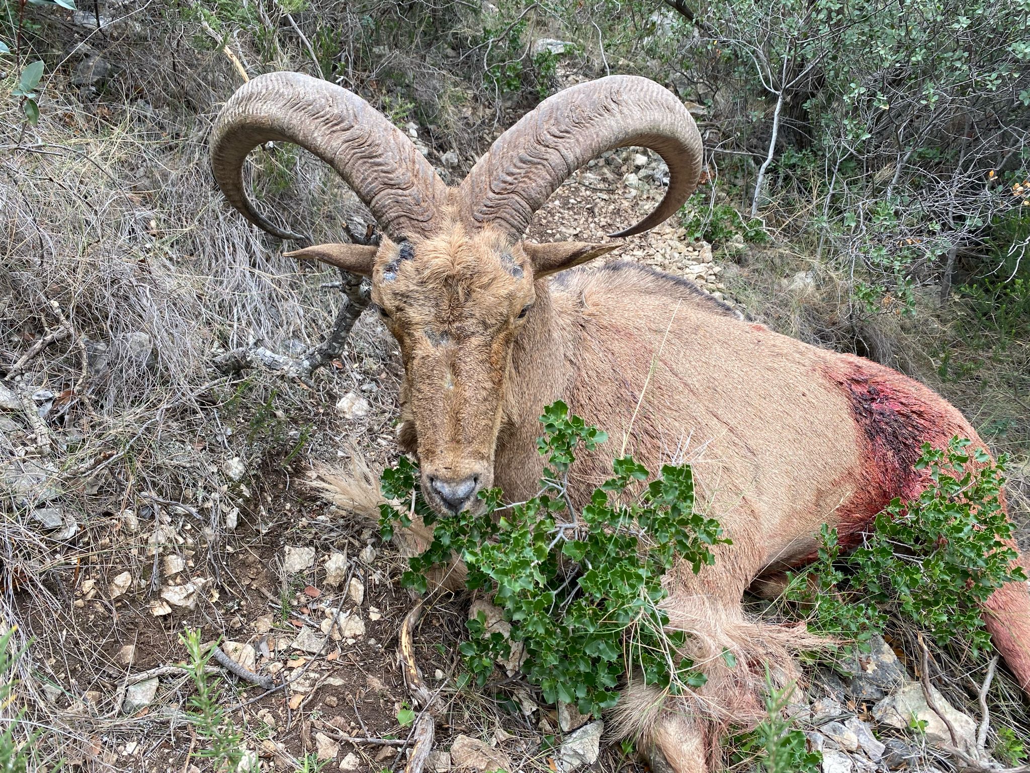 Barbary sheep