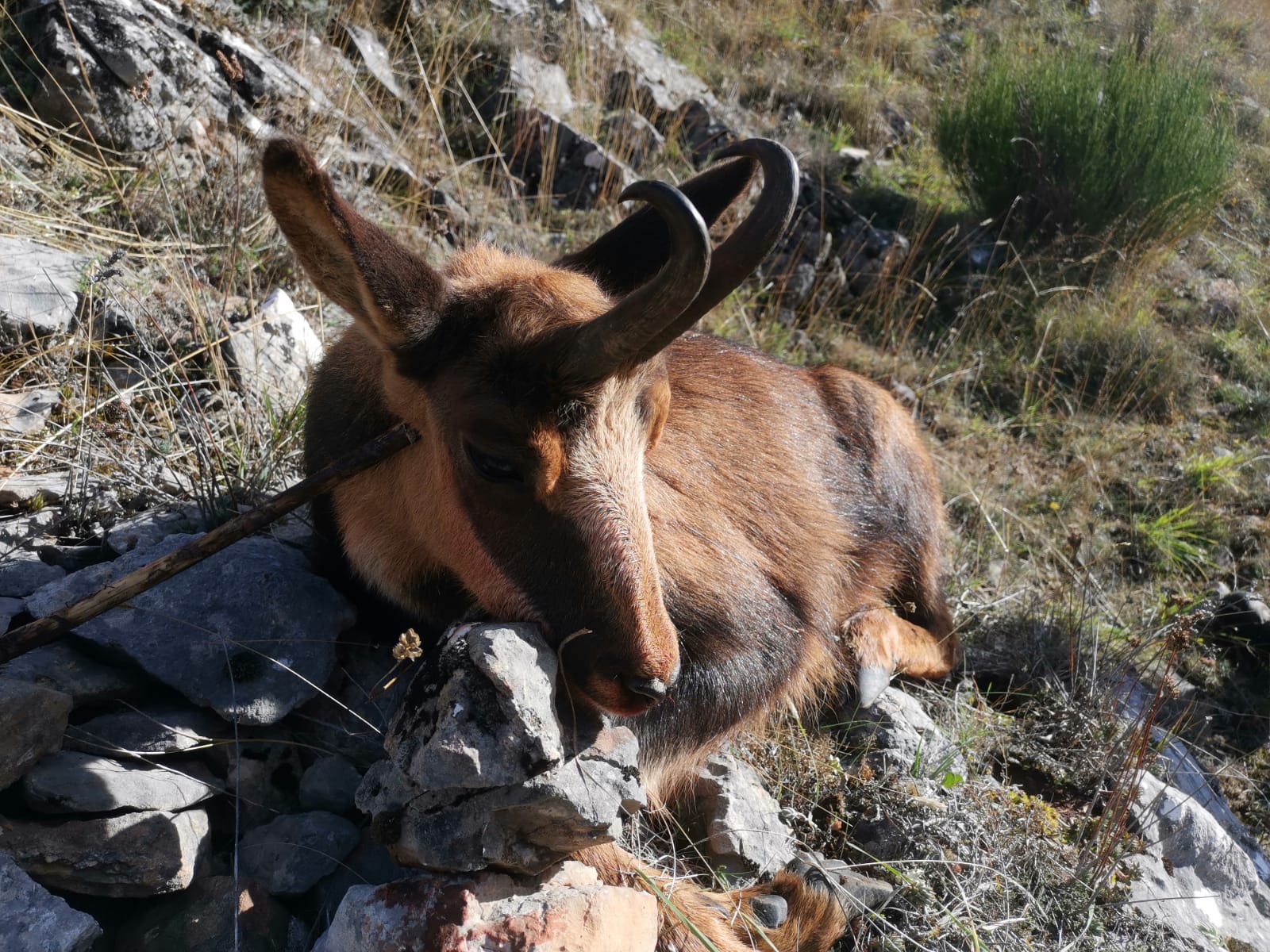 Cantabrian Chamois