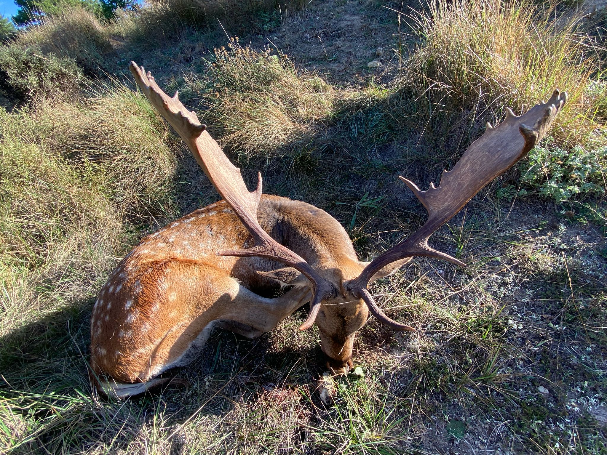 Fallow deer