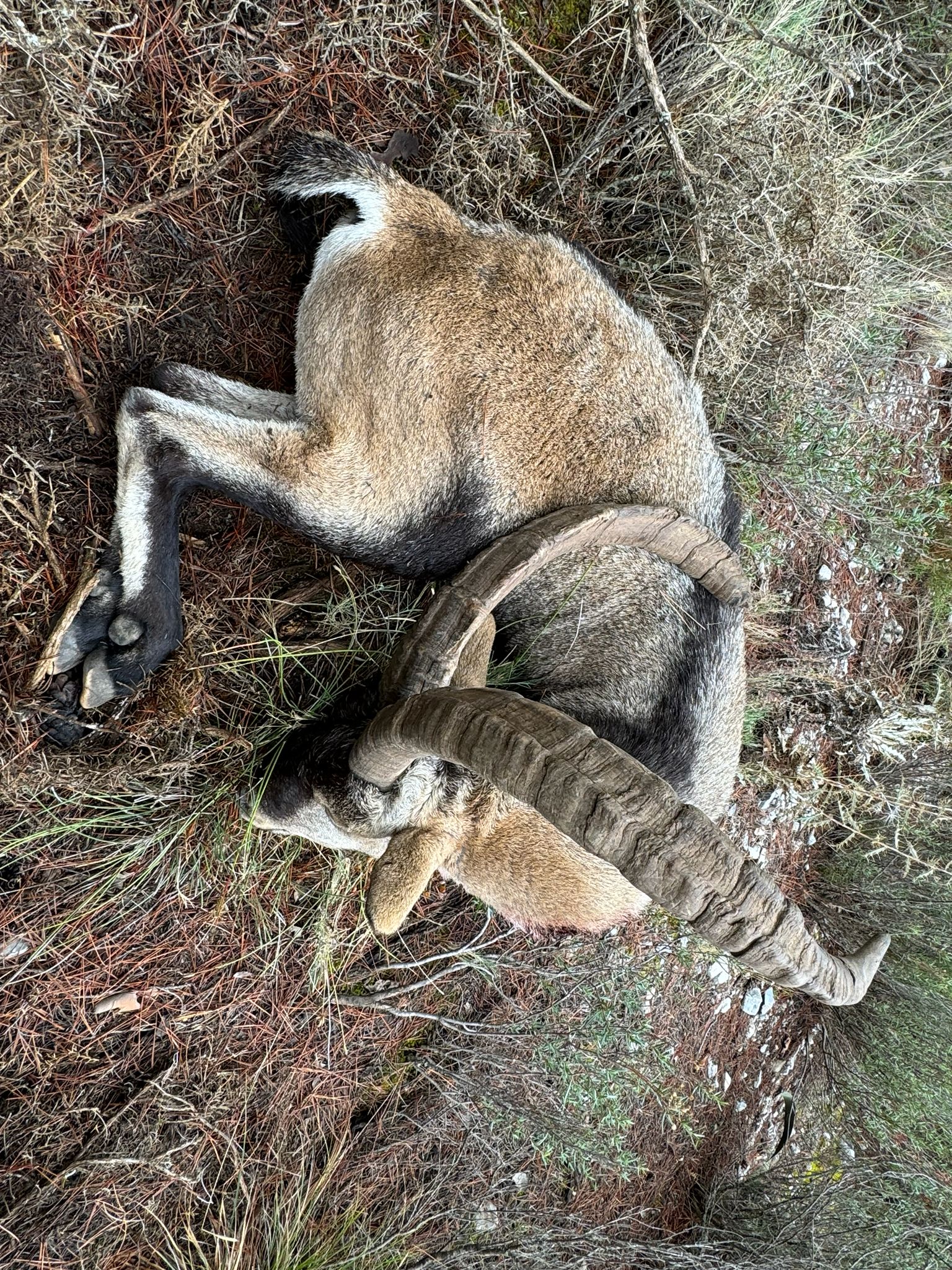 Southeastern Spanish Ibex