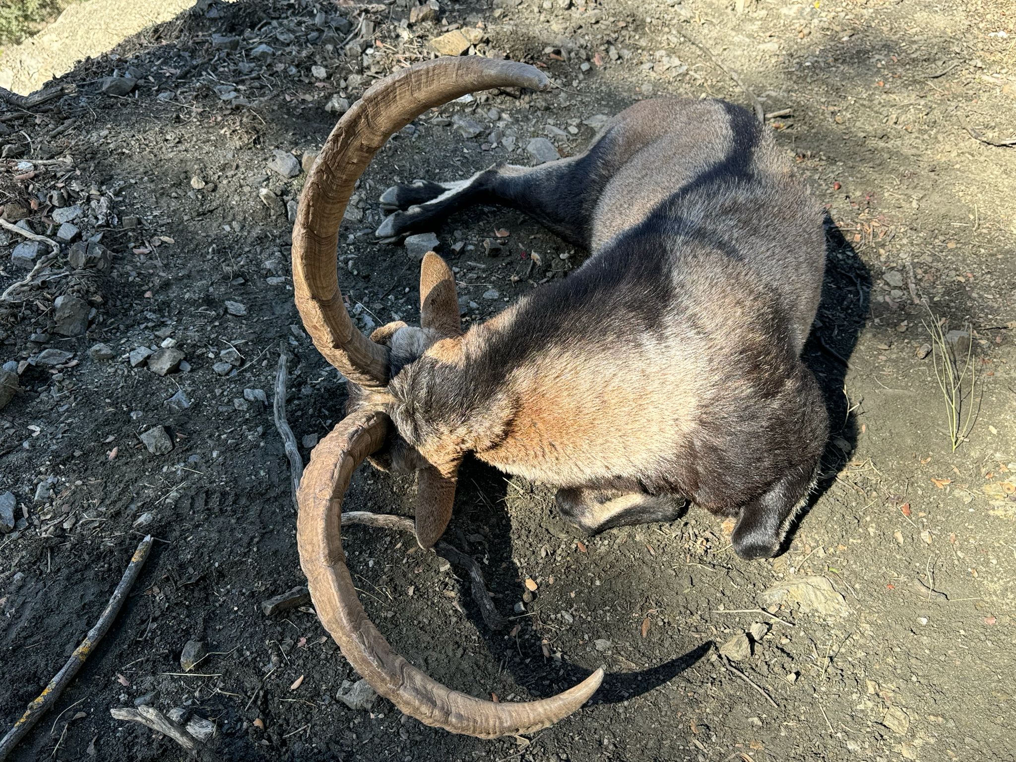 Southeastern Spanish Ibex