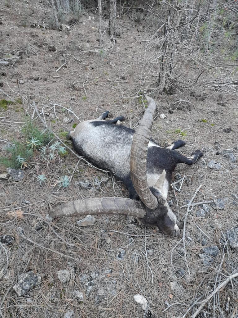 Beceite ibex