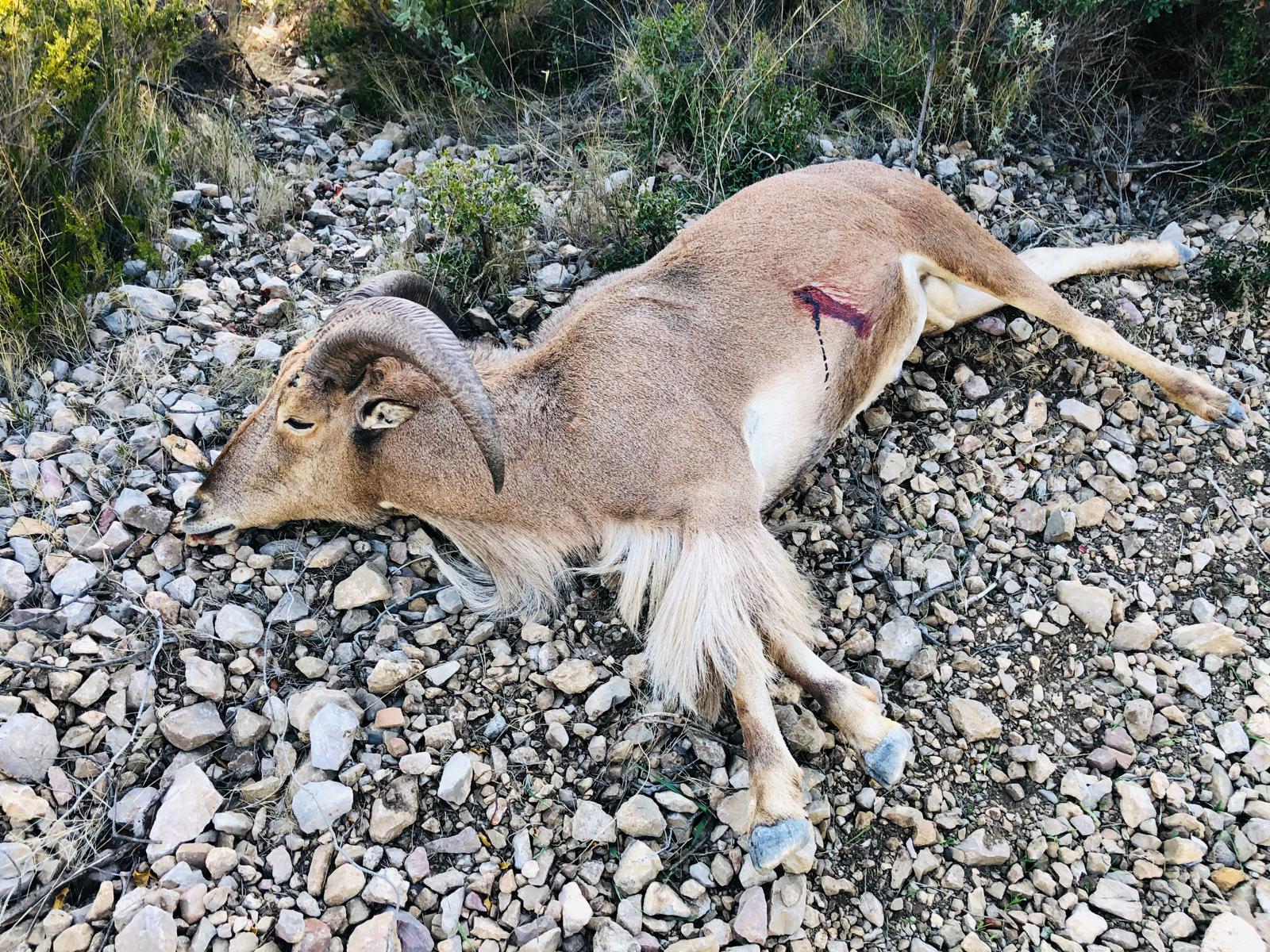 Barbary sheep