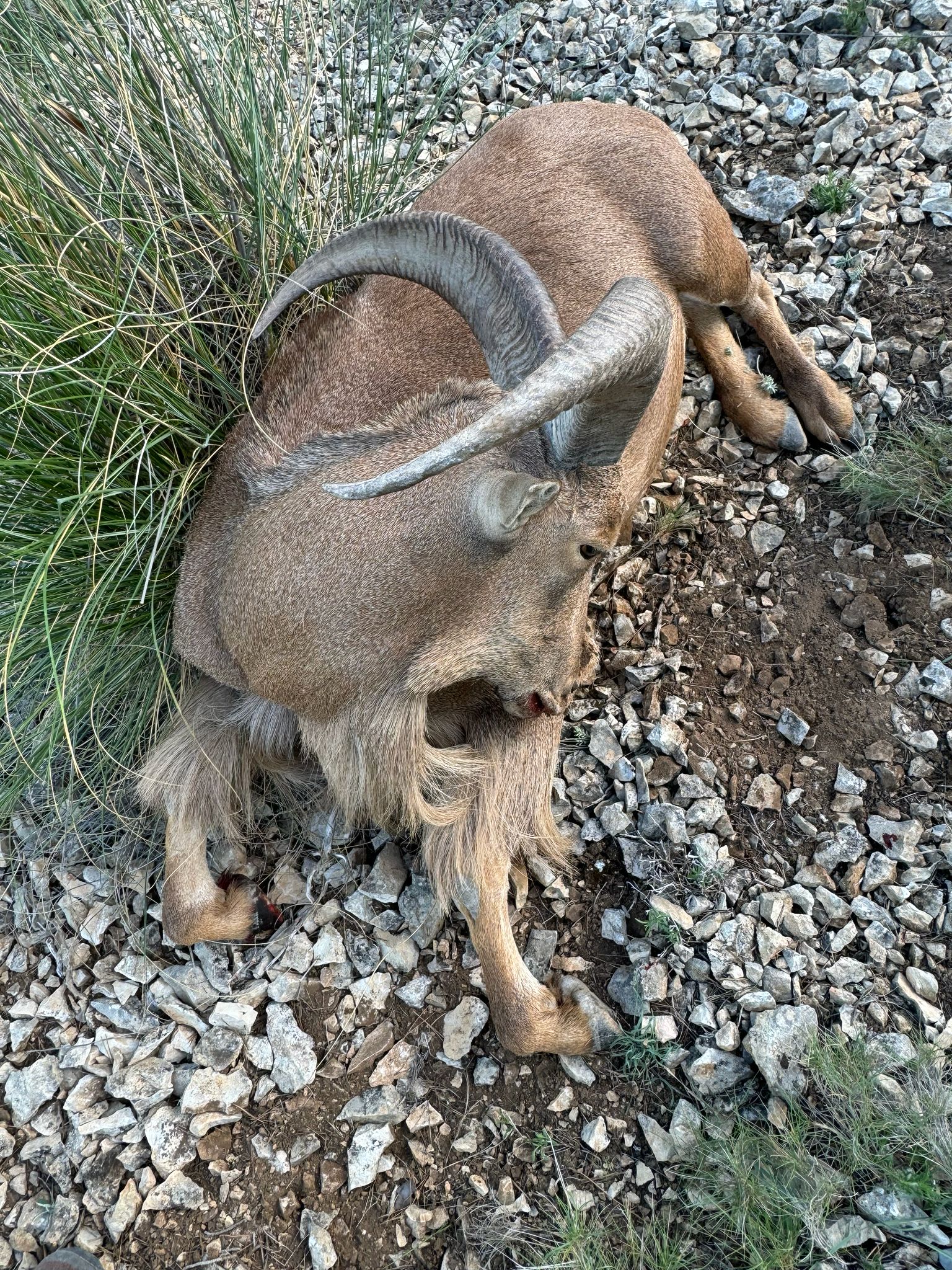 Barbary sheep