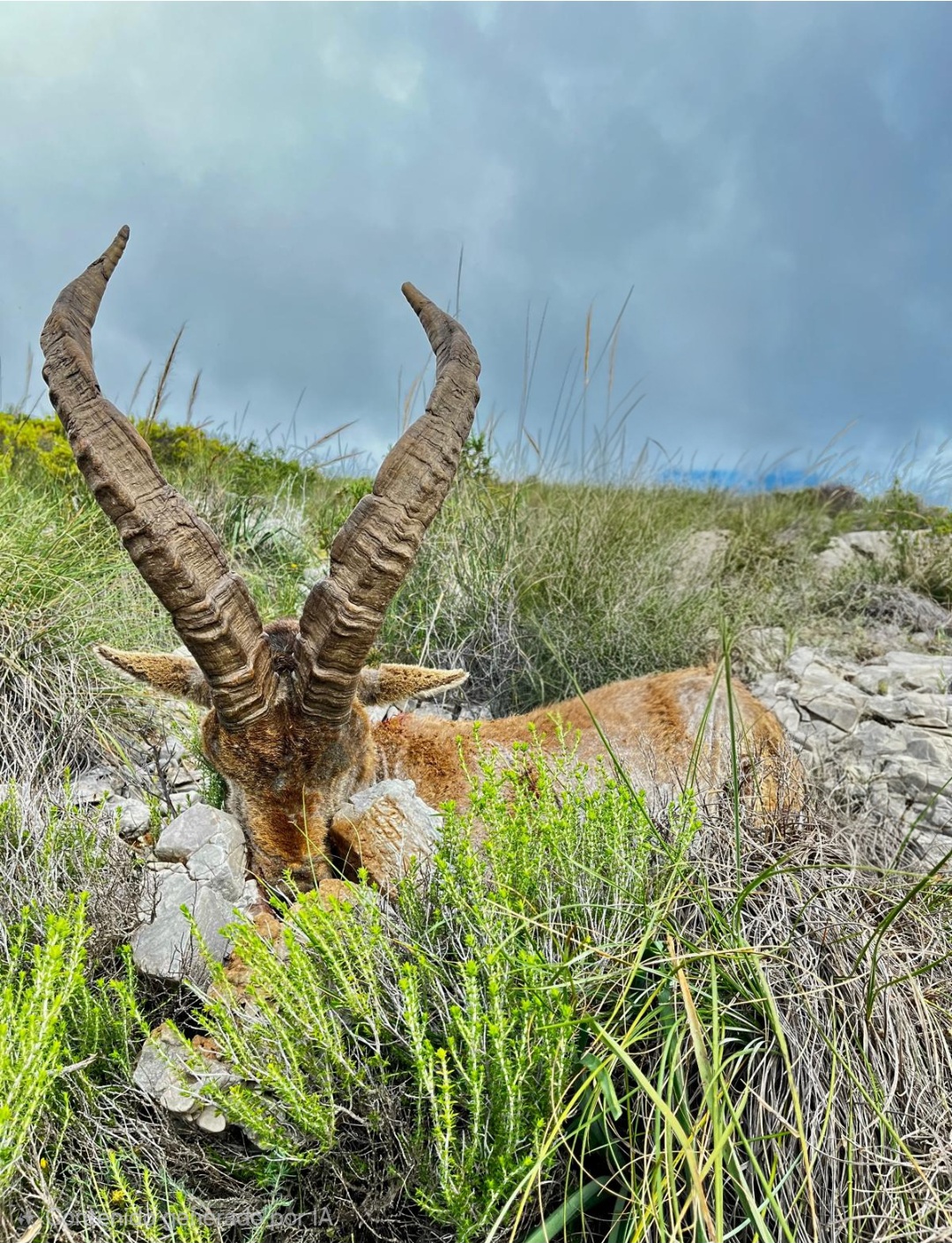 Ronda Ibex