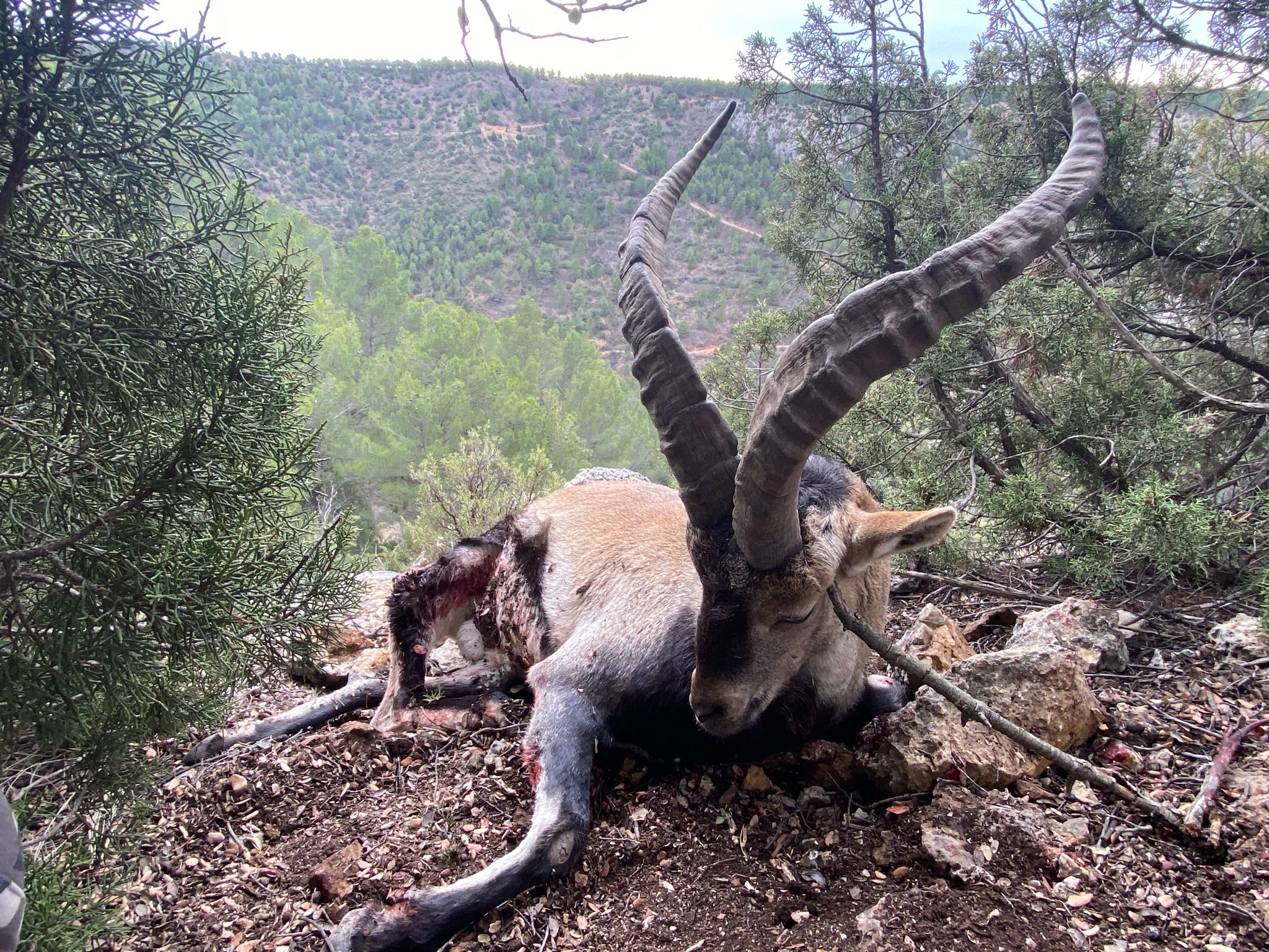 Southeastern Spanish Ibex