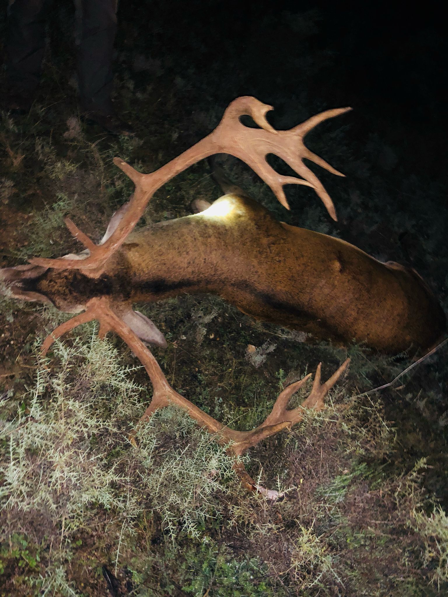 Deer