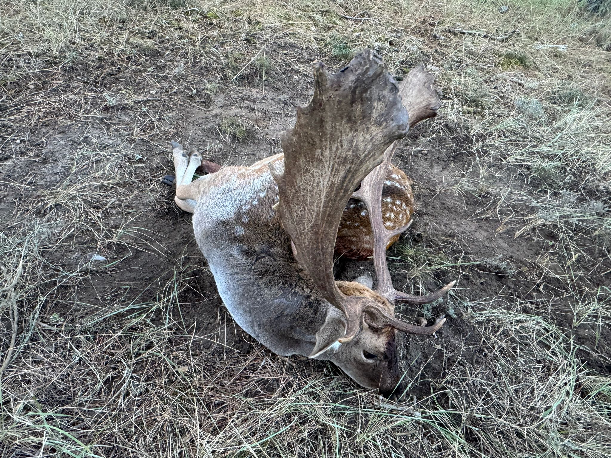Fallow deer