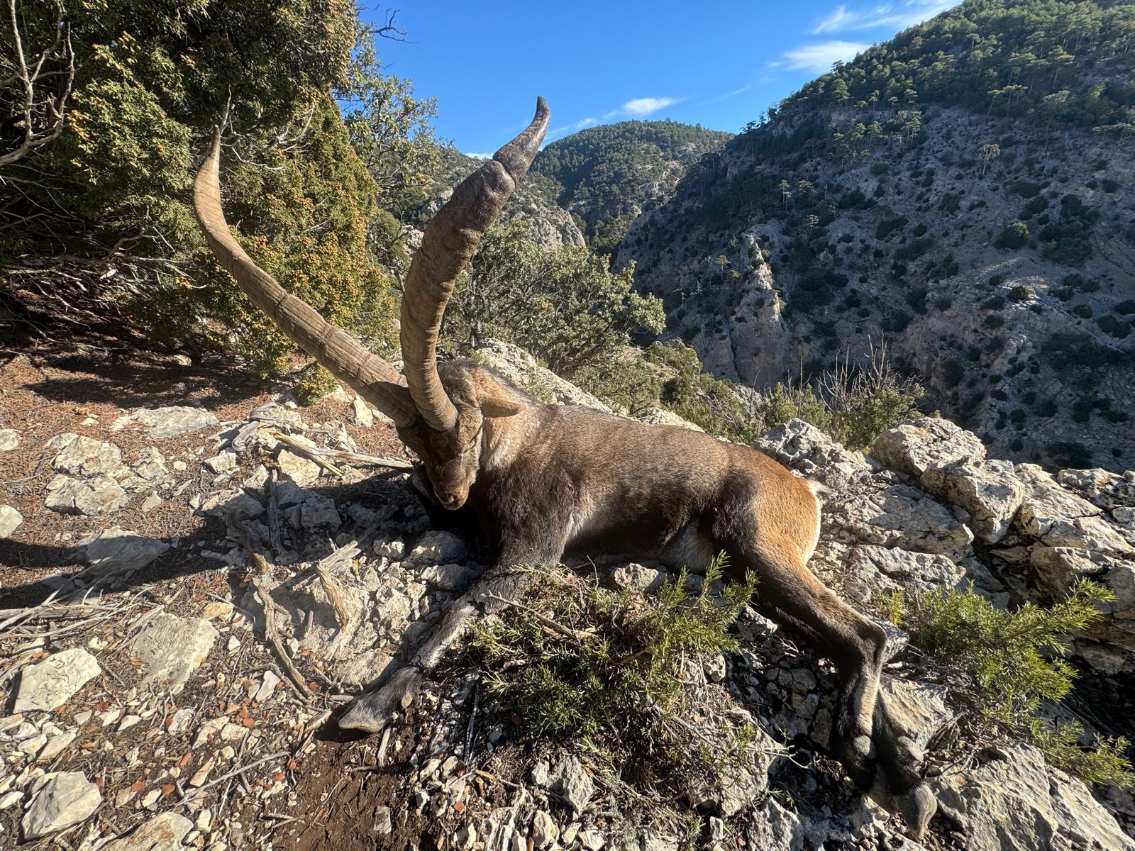 Beceite ibex