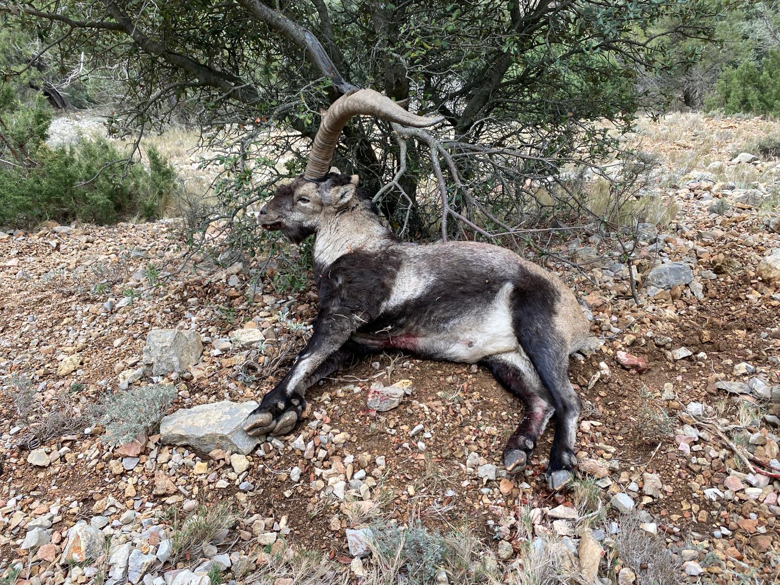 Beceite ibex