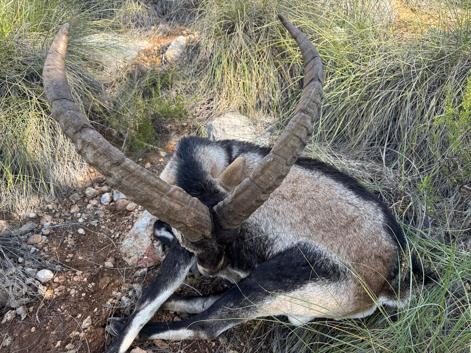 Southeastern Spanish Ibex