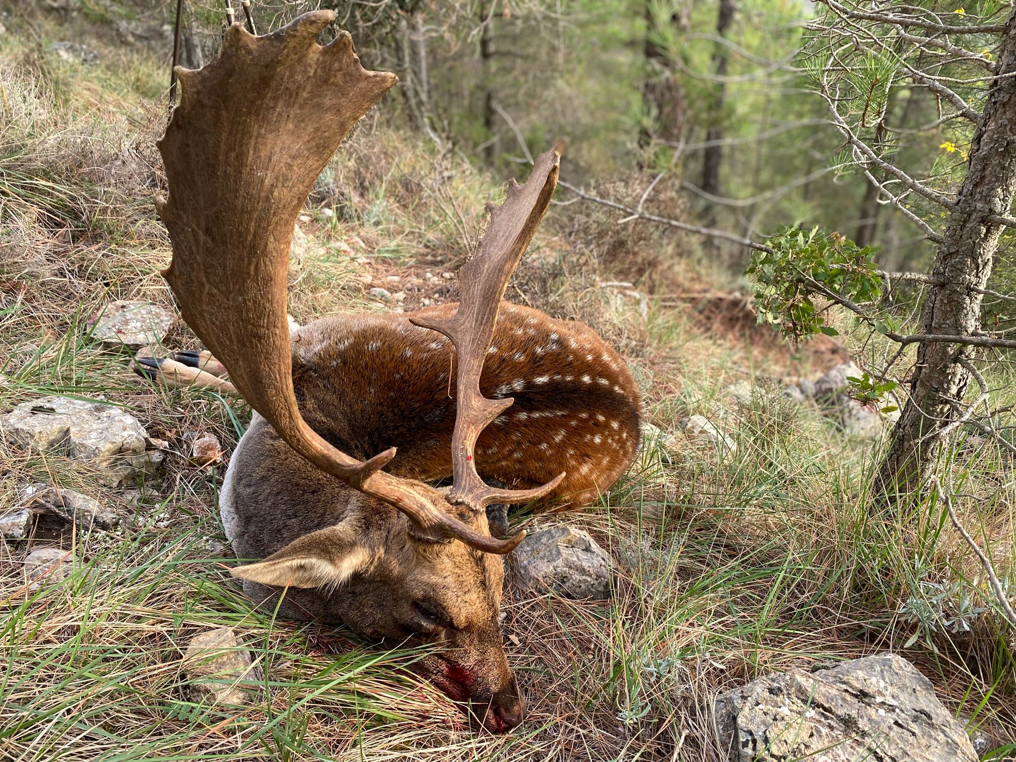 Fallow deer