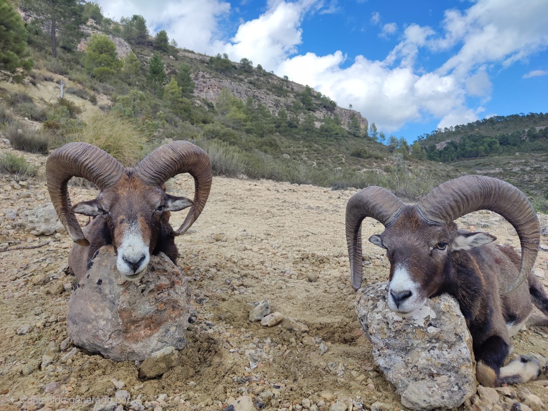 Mouflon