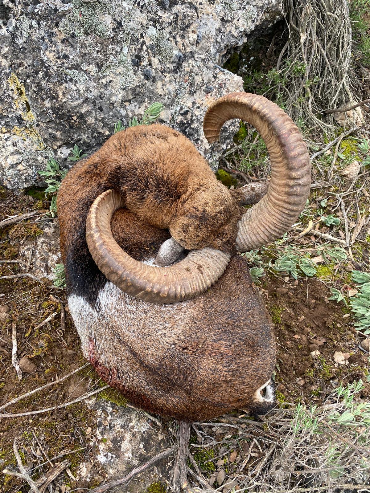 Mouflon