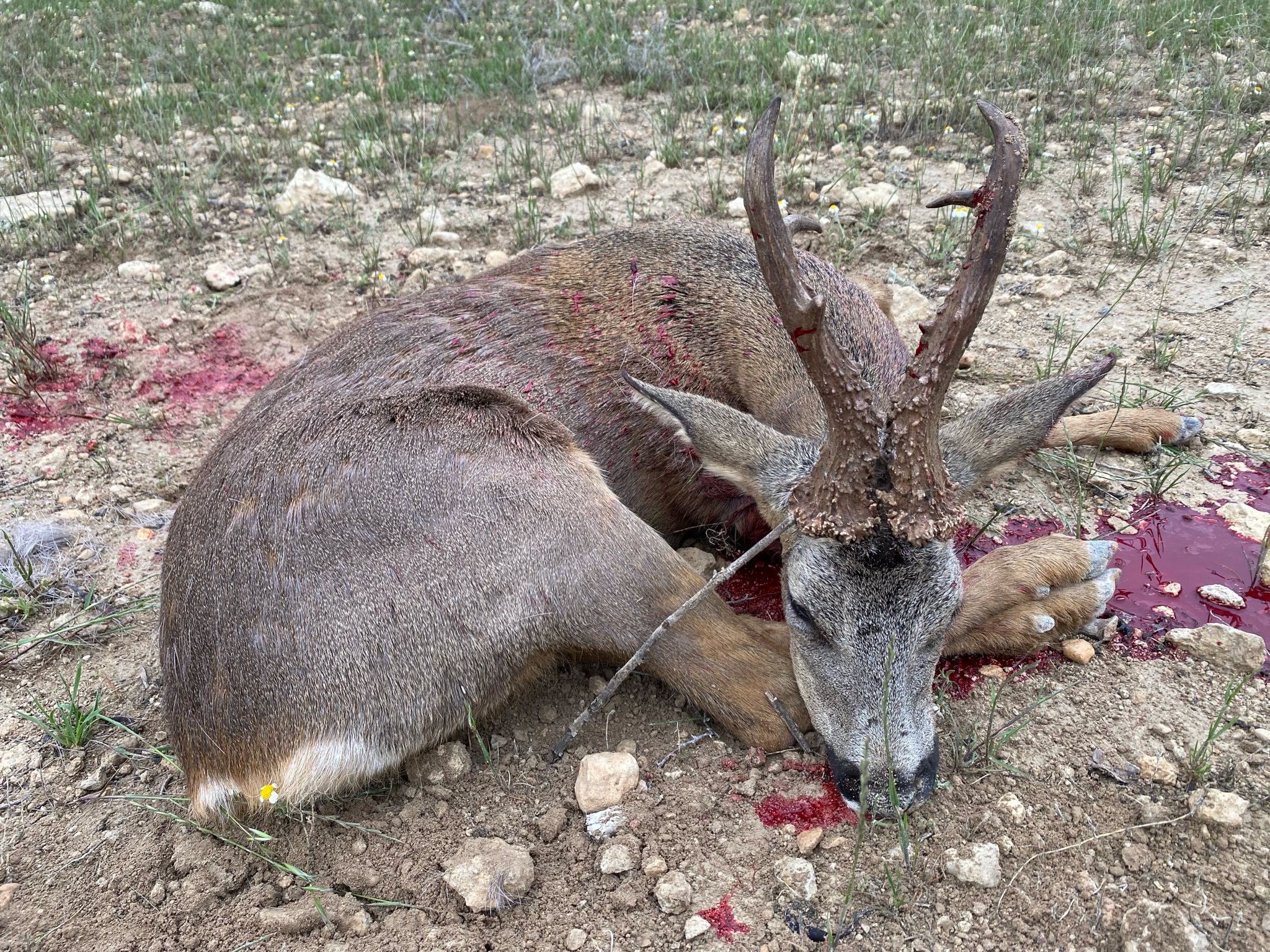 Roe deer