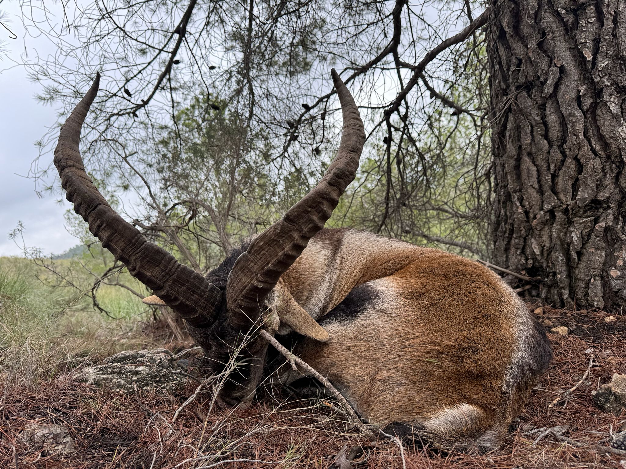 Southeastern Spanish Ibex