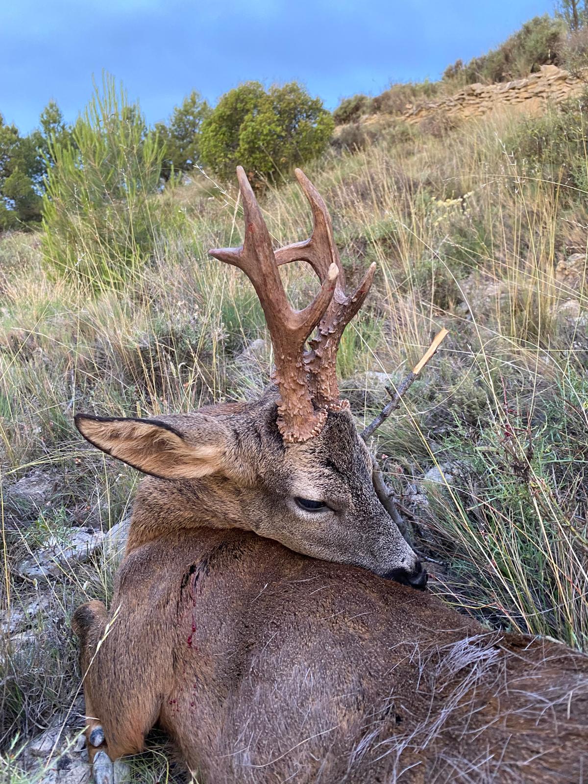 Roe deer