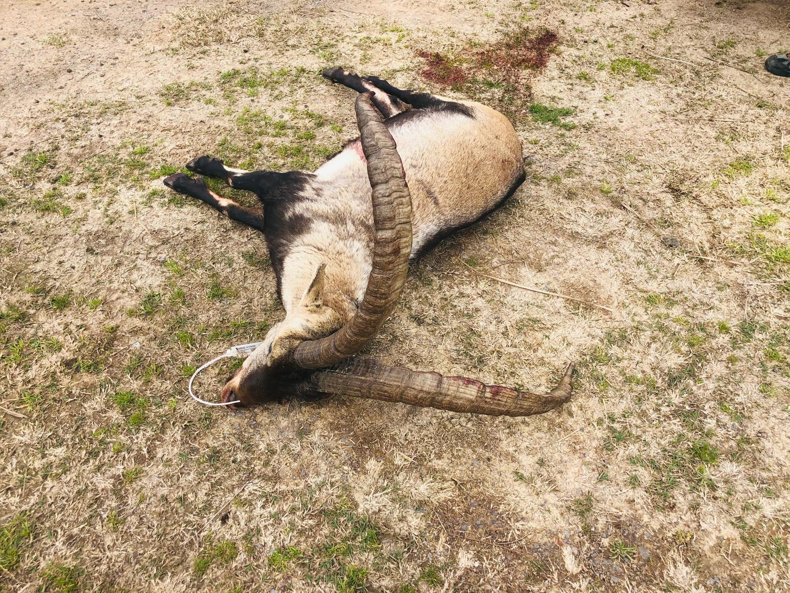Beceite ibex