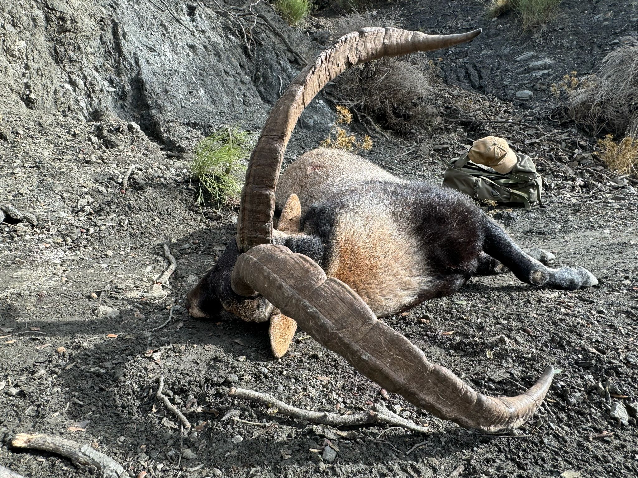 Southeastern Spanish Ibex