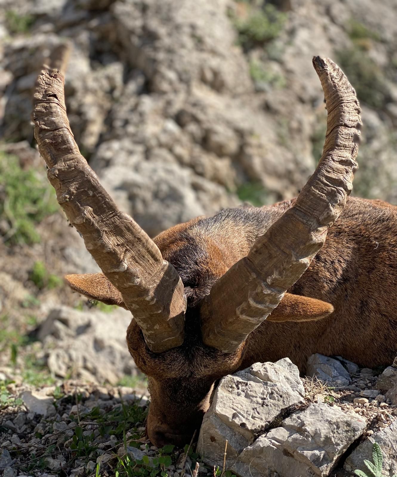 Ronda Ibex