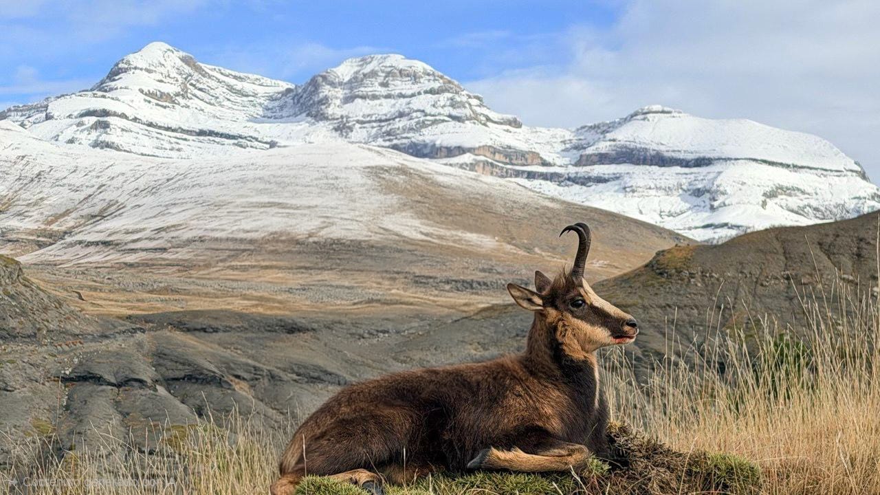 Pyrenean chamois