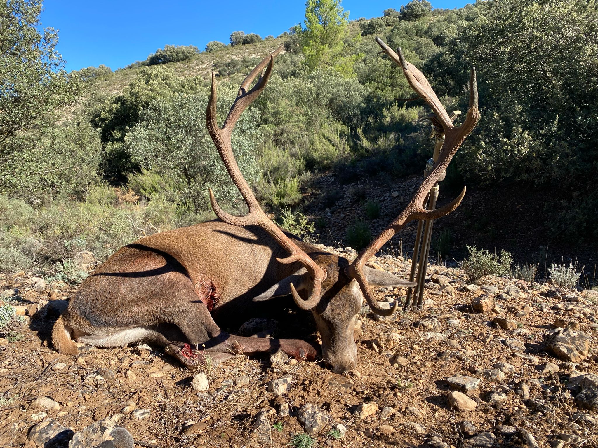Deer