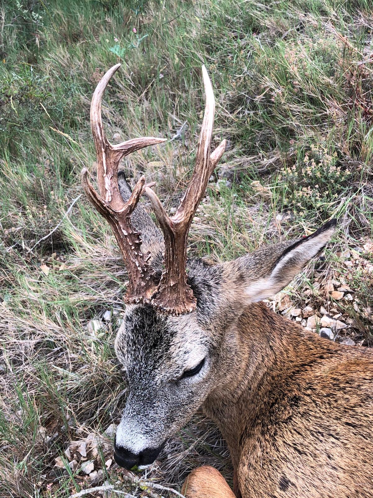 Roe deer