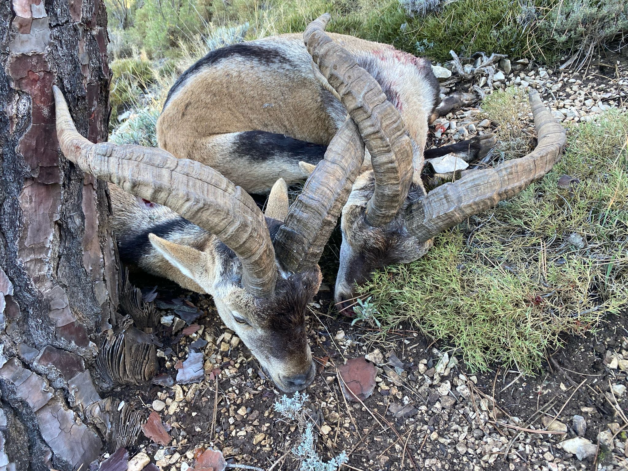 Southeastern Spanish Ibex